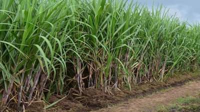 साखरेचं विक्रमी उत्पादन, कारखान्यांसमोर आता विक्रीचं आव्हान, सरकारची भूमिका काय?