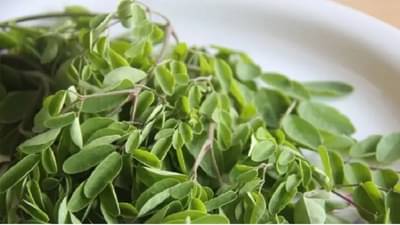 हृदयरोगापासून रोग प्रतिकारशक्ती मजबूत करण्यापर्यंत, फायदेशीर ठरतील ‘शेवग्याची पाने’