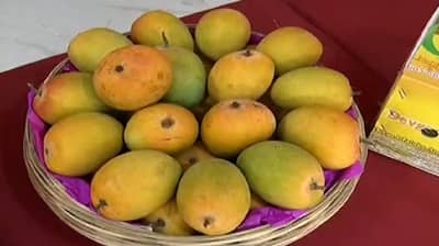 Mango benefits : केवळ चवीष्टच नाही आरोग्यासाठी लाभदायी आहे आंबा, जाणून घ्या याचे बहुगुणी फायदे