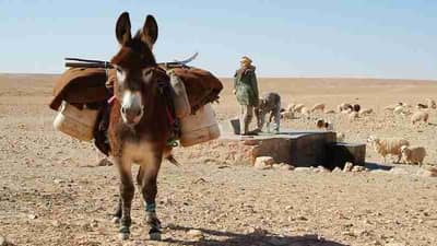 गाढवीणीचं दूध भारी गुणकारी; लिटरचा भाव 5000 रुपये