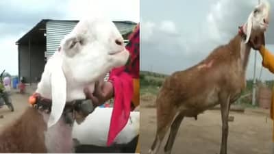 71 लाखांची बोली लागलेल्या सोलापूरच्या सर्जा मेंढ्याचा मृत्यू