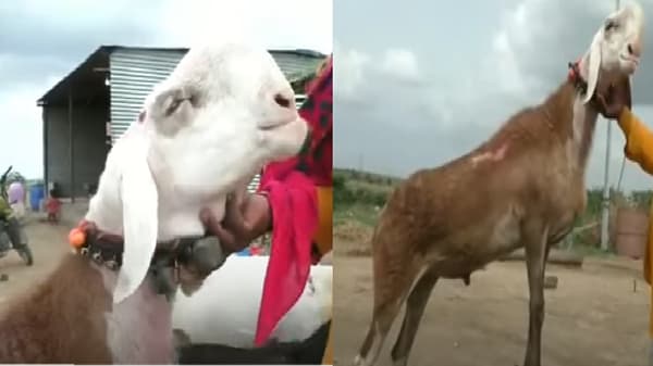 71 लाखांची बोली लागलेल्या सोलापूरच्या सर्जा मेंढ्याचा मृत्यू