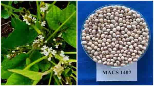 पुण्याच्या संस्थेकडून सोयाबीनच्या नव्या वाणाची निर्मिती, एका हेक्टरमध्ये 39 क्विंटल उत्पादन मिळणार