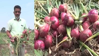 कांदा उत्पादक शेतकऱ्यांची परवड सुरुच,अवकाळी पावसानं हातातला घास मातीमोल होण्याचं संकट