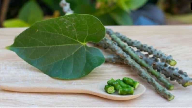 कोरोनाच्या काळात रोगप्रतिकारक शक्ती वाढवण्यासाठी गुळवेल अत्यंत फायदेशी आहे. हे आरोग्याच्या अनेक समस्या दूर करण्यास देखील मदत करते.