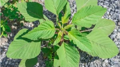 रोगप्रतिकारक शक्ती वाढवण्यासाठी आणि बऱ्याच रोगांवर चवळीची पालेभाजी प्रभावी !