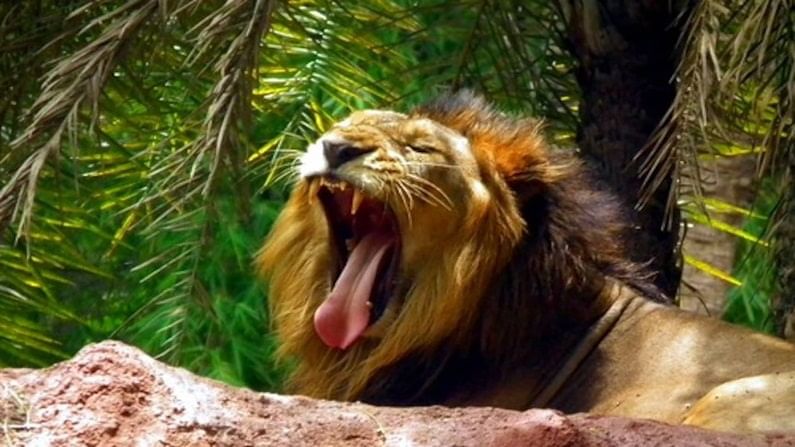 हैदराबादेतील प्राणी संग्रहालयात 8 सिंहांना कोरोनाची लागण, भारतातील पहिलंच प्रकरण!