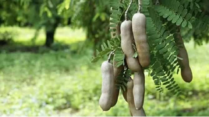 Amazing Benefits Of Tamarind : चिंच खाण्याचे फायदे काय?, आरोग्यासाठी चिंच किती महत्त्वाची?, वाचा सविस्तर !