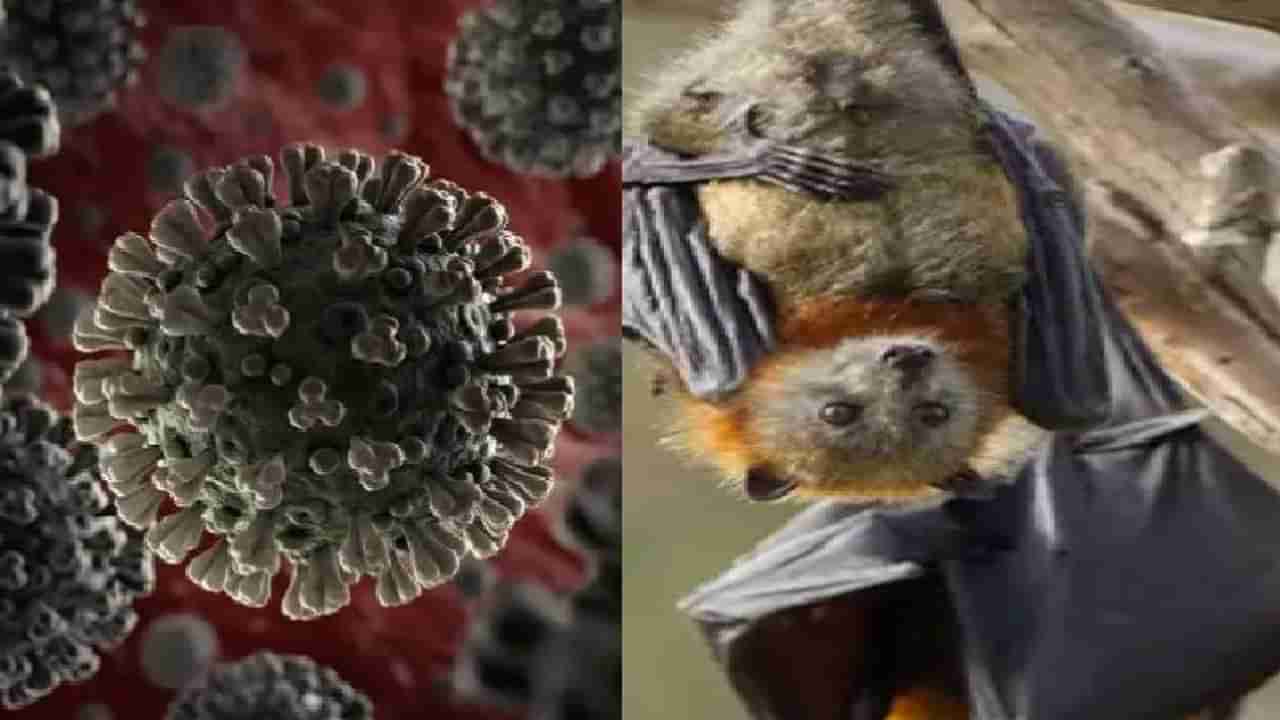 Corona Virus Fact Check | प्राण्यांमार्फत कोरोनाचा संसर्ग होतो ?, केंद्र सरकारच्या या माहितीनंतर सत्य आलं समोर, वाचा सविस्तर