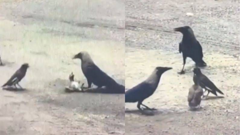 VIDEO : पक्षी असो किंवा माणूस, आई तर शेवटी आईच, दुष्ट कावळ्याच्या तावडीतून पिलाला सोडवण्यासाठी थेट भिडली