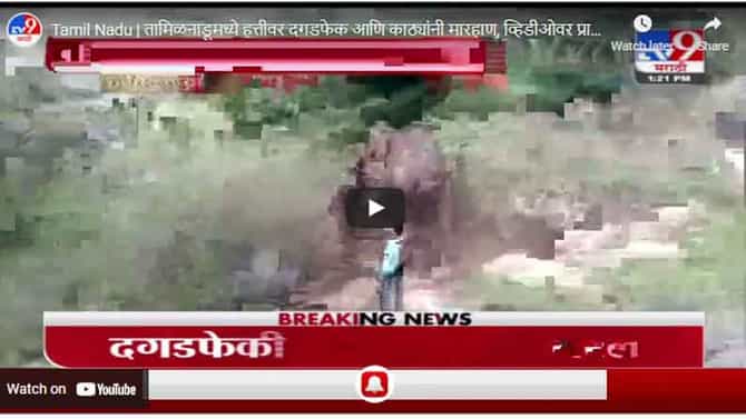 Tamil Nadu | तामिळनाडूमध्ये हत्तीवर दगडफेक आणि काठ्यांनी मारहाण, व्हिडीओवर प्राणीप्रेमी संतप्त