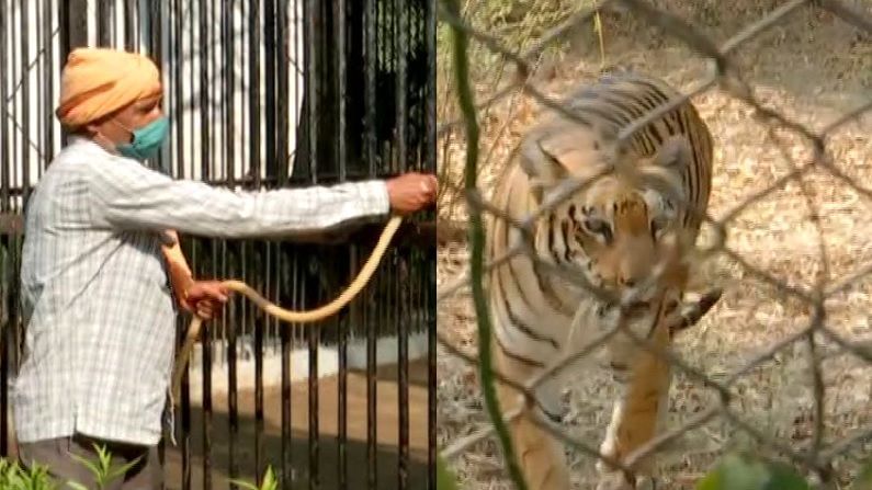 हैदराबादमध्ये सिंहांना कोरोना, नागपूरमध्ये अलर्ट; प्राण्यांना वाचवण्यासाठी विशेष कोरोना प्रतिबंधक नियमावली