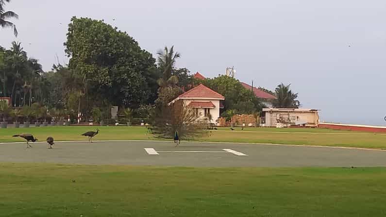 सध्या लॉकडाऊनमुळे सर्वत्र शांतता पाहायला मिळतेय. अशात अनेक ठिकाणी पक्षी आणि प्राण्याचा मुक्त संचार पाहायला मिळतोय.