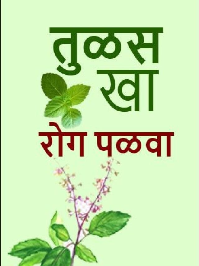 तुळस खा रोग पळवा TV9 Marathi Health And Medicinal Benefits Of Holy