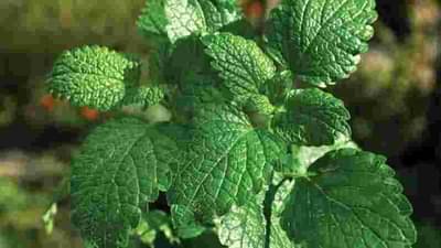 झटपट श्रीमंत व्हायचं असेल तर करा मेंथाची शेती, एक लिटर तेलाची किंमत हजार रुपयांपेक्षा जास्त