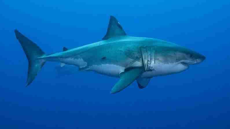 आपली शिकार शोधण्यासाठी आणि त्याच्यापर्यंत पोहोचण्यासाठी शार्क इलेक्ट्रोसेन्सिंग क्षमता वापरतात. अशा प्रकारे, इतर जलीय जीवांप्रमाणेच, ते चुंबकीय क्षेत्राचा अवलंब करून शिकार करतात आणि नंतर आपल्या जागी परत जातात. तथापि, अद्याप ते सिद्ध करता आले नाही.