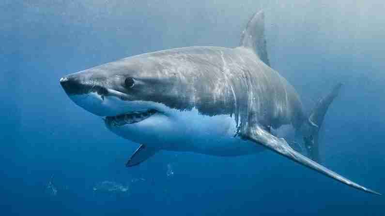 याबद्दल जाणून घेण्यासाठी फ्लोरिडास्थित फाउंडेशनच्या संशोधकांनी शार्क कुटुंबावर संशोधन केले आहे. त्यांनी पाहिले की हे शार्क दरवर्षी निश्चित ठिकाणी जातात. अशाप्रकारे हे सिद्ध झाले आहे की शार्कला पाण्याखाली आपली मूळ जागा लक्षात असते आणि अधिक कालावधीनंतरही आपल्या जागी परत येतात. 