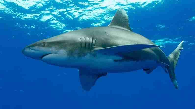 संशोधकांनी असेही म्हटले आहे की शार्कच्या ज्या जातीवर त्यांनी हे संशोधन केले आहे ते शार्कच्या इतर प्रजातींमध्ये दिसेल याची शक्यता फारच कमी आहे. 'द ग्रेट व्हाइट' शार्क दक्षिण आफ्रिका ते ऑस्ट्रेलियापर्यंत प्रवास करतात आणि ते दक्षिण आफ्रिकेत परत जातात.