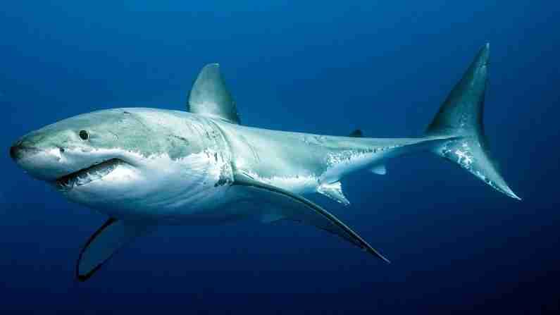 शार्कची ही प्रजाती 9 महिन्यांत 20,000 किमी अंतर जाते आणि नंतर मूळ ठिकाणी परत येते.