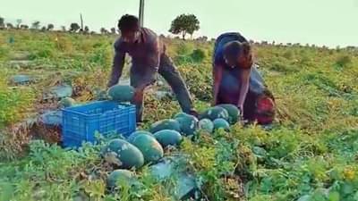 वाशिममधील शेतकऱ्याची यशोगाधा, कोरोनाच्या संकटातही कलिंगडाची शेती, 2 एकरात 6 लाखांचं उत्पन्न