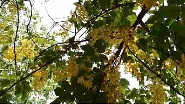 Rain Forecast | बहावा पिवळसर फुलांनी लगडला, दमदार पाऊस पडण्याचे संकेत