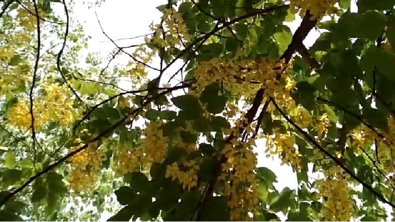 Rain Forecast | बहावा पिवळसर फुलांनी लगडला, दमदार पाऊस पडण्याचे संकेत Rain Forecast | बहावा पिवळसर फुलांनी लगडला, दमदार पाऊस पडण्याचे संकेत
