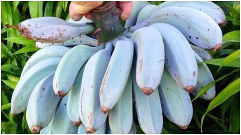 निळं केळ वेगवेगळ्या देशांमध्ये वेगवेगळ्या नावांनी ओळखलं जातंय. हवाईमध्ये याला आईसक्रीम बनाना, फिजीमध्ये हवाईय बनाना, फिलिपीन्समध्ये क्री नावाने हे केळ ओळखलं जातं. निळ्या केळीला ब्लू जावा बनाना (Blue Java Banana) असंही म्हटलं जातं.