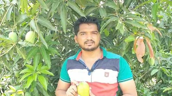कोरोना महामारीत शेतीनं तारलं, माढयाच्या युवा शेतकऱ्यानं लाखो रुपयांचा आंबा थेट युरोपला पाठवला