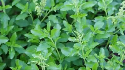 Benefits Of Tulsi Leaves : तुळस अनेक आजारांवर गुणकारी, वाचा याबद्दल अधिक !