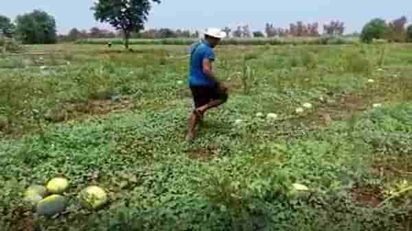 पहिल्या लॉकडाऊनमधील नुकसान भरुन काढण्यासाठी जिद्दीनं राबला, दुसऱ्या लाटेनं युवा शेतकऱ्याच्या कष्टावर पाणी फेरलं