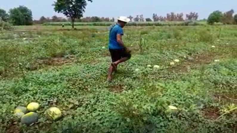 पहिल्या लॉकडाऊनमधील नुकसान भरुन काढण्यासाठी जिद्दीनं राबला, दुसऱ्या लाटेनं युवा शेतकऱ्याच्या कष्टावर पाणी फेरलं