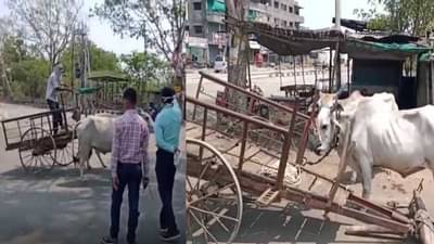 लॉकडाऊनमध्ये प्रशासनाकडून बैलगाडीवरचं कारवाई, जनावरांच्या चाऱ्याचं काय करायचं? शेतकऱ्याचा सवाल