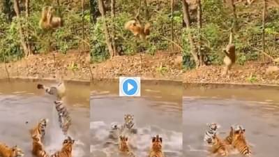 Video | माकड-वाघामध्ये जीवन मरणाचा खेळ, व्हिडीओमुळे सोशल मीडियावर धुमाकूळ, पाहा नेमकं काय घडतंय ?