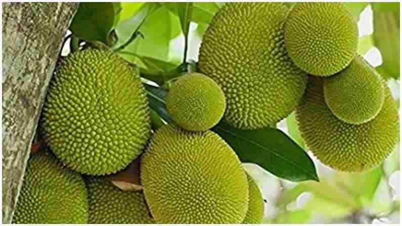 Health Benefits Of Jackfruit : फणस खा अन् आजार पळवा; विविध व्याधींवर उपयुक्त फळ