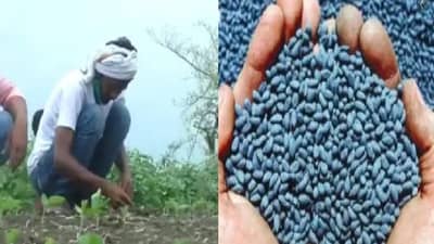 खरीप हंगामासाठी शेतकऱ्यांची लगबग; जाणून घ्या बियाणे, खत कधी मिळणार ? राज्य सरकारने दिली माहिती