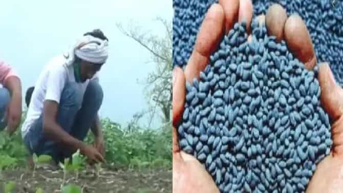 खरीप हंगामासाठी शेतकऱ्यांची लगबग; जाणून घ्या बियाणे, खत कधी मिळणार ? राज्य सरकारने दिली माहिती