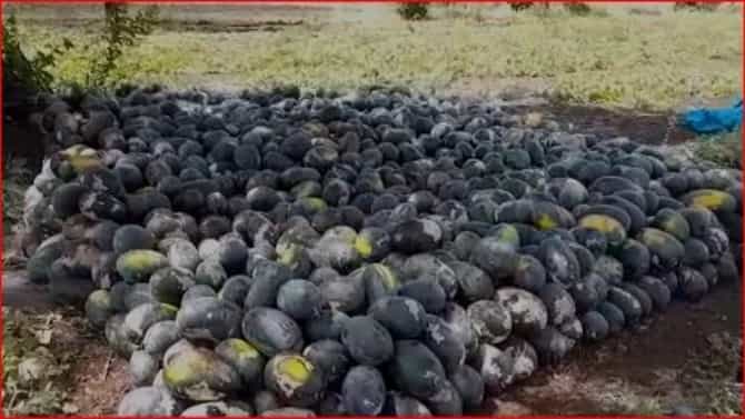 लॉकडाऊन वाढल्याने शेतकऱ्यांचे लाखो रुपयांचे नुकसान, शेकडो क्विंटल टरबूज शेतातच सडण्याची वेळ