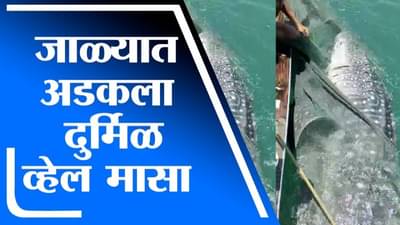 मच्छिमारांच्या जाळ्यात अडकला दुर्मिळ व्हेल मासा, सुटकेच्या थराराचा व्हिडीओ