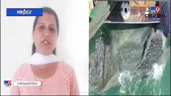Special Report | व्हेल माशाला दिलं जीवदान, थरारक व्हिडीओ Social Media वर व्हायरल
