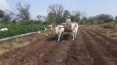 पंतप्रधान पीक विमा योजनेत सहभागी व्हायचंय, विम्याचा हप्ता किती, नोंदणी कधीपर्यंत सुरु, वाचा सविस्तर