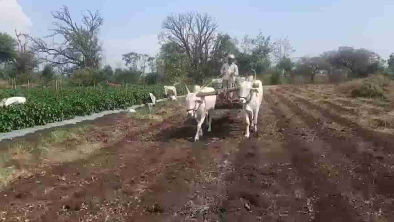 पावसानं टेन्शन वाढवलं, बीड जिल्ह्यातील शेतकऱ्यांवर दुबार पेरणीचे संकट! 86 टक्के क्षेत्रावरील पेरण्या पूर्ण