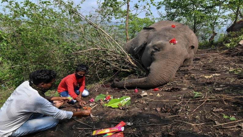 elephants found dead