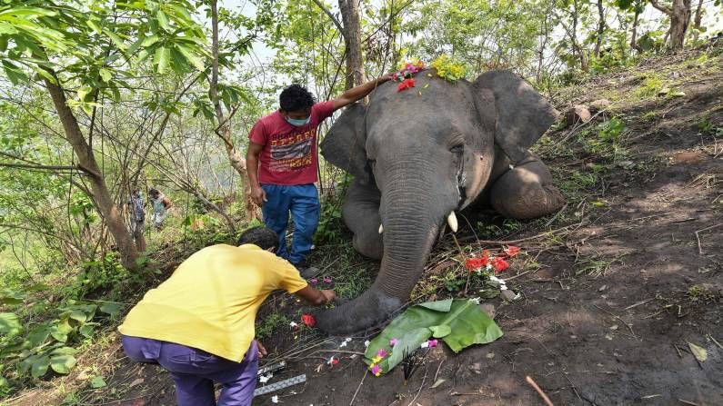 Photo | वीज चमकली अन् 18 हत्तीवर एकाच वेळेस मरण कोसळलं, आसामची ह्रदयद्रावक बातमी