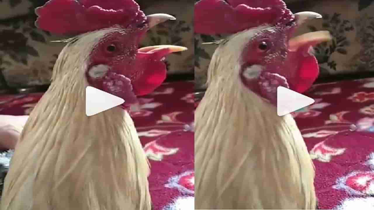 Viral Video : कोंबड्याच्या मुखातून थेट अल्लाह-अल्लाह, नेटकरी दंग, व्हिडीओ सोशल मीडियावर व्हायरल