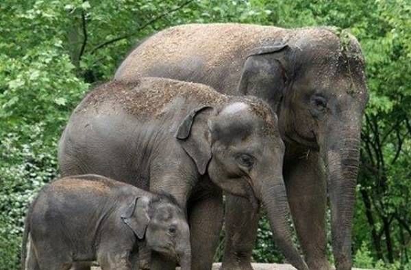 Video | रागवलेल्या हत्तीने केळीची अख्खी बाग उद्ध्वस्त केली, फक्त एक झाड ठेवलं, कारण पाहाच Video | रागवलेल्या हत्तीने केळीची अख्खी बाग उद्ध्वस्त केली, फक्त एक झाड ठेवलं, कारण पाहाच