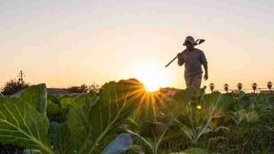 ब्राह्मीची लागवड करा आणि मिळवा अधिक नफा, कमी खर्च आणि मेहनतीमध्ये जास्त फायदा