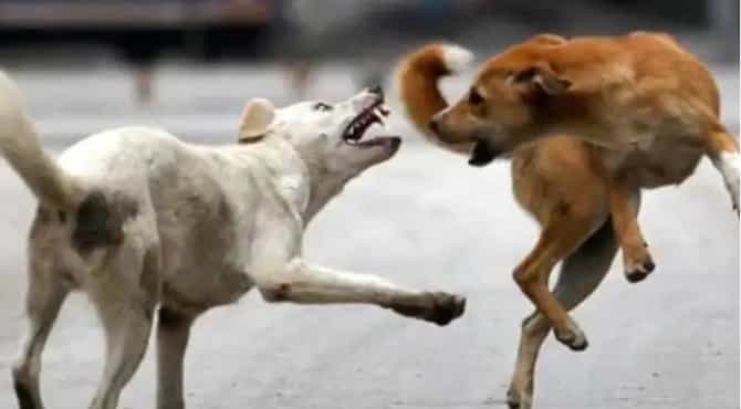 सांगलीत भटक्या कुत्र्यांचा उच्छाद, स्वच्छता निरीक्षकाचे लचके तोडले, कर्मचारी रक्तबंबाळ
