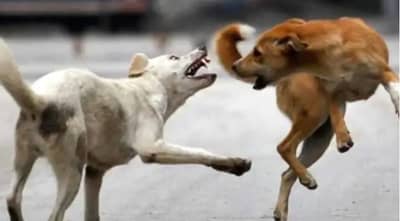 सांगलीत भटक्या कुत्र्यांचा उच्छाद, स्वच्छता निरीक्षकाचे लचके तोडले, कर्मचारी रक्तबंबाळ