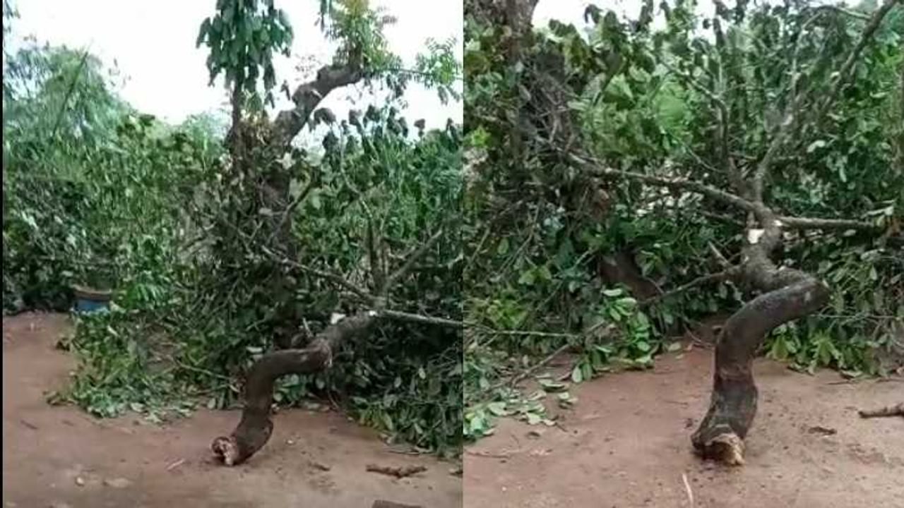 तोक्ते चक्रीवादळाचा परिणाम सिंधुदूर्गमध्ये दिसत असून त्याचा प्रभाव आता रत्नागिरीत दिसू लागलाय.रत्नागिरीत वेगवान वारे वाहू लागलेत.समुद्राच्या लाट देखील मोठ्या प्रमाणात उसळू लागल्यात.