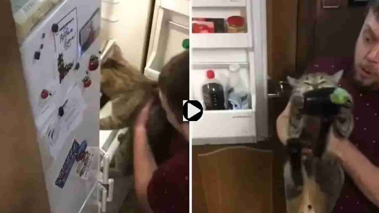 Viral Video | मांजरीच्या कुरापतीने नेटकरी दंग, व्हिडीओ एकदा पाहाच